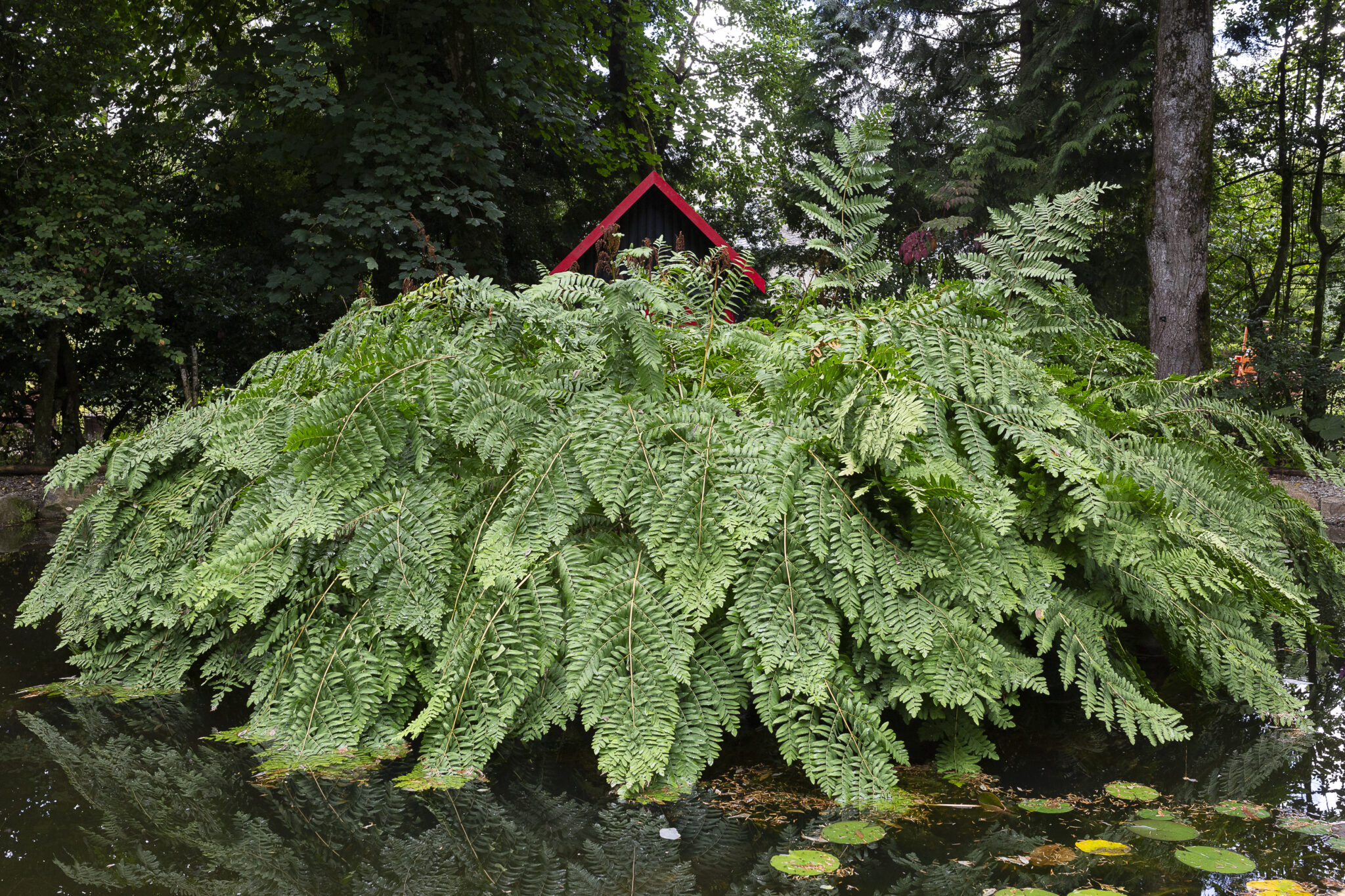 The Linn Botanic Gardens